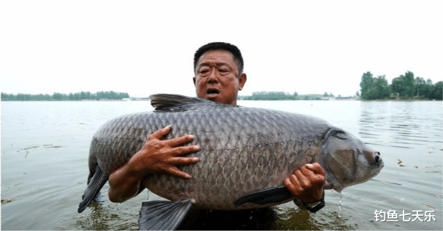 李大毛|断线跑鱼略显老态，钓鱼大师李大毛尚能饭否？游钓中国恐将成为回忆