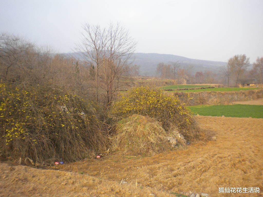 狐仙花花生活说 坟头花、棺材菌,老人说的“禁忌植物”有多玄幻?年轻人你见过吗