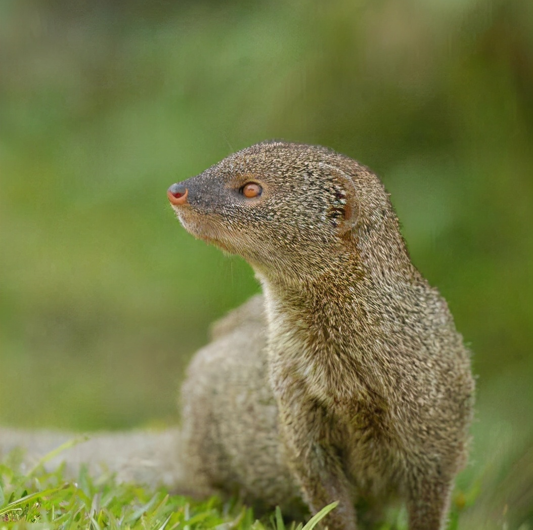 BULU动物来啦 同为毒蛇克星，平头哥蜜獾和蒙哥蛇獴到底谁更强？