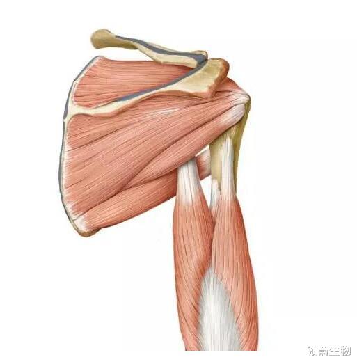  干细胞疗法两月内复原受伤肌腱