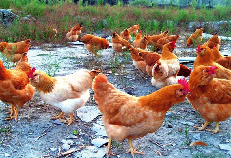 鹅蛋|鸡蛋,鸭蛋,鹅蛋,为什么只有咸鸭蛋而没有咸鸡蛋、咸鹅蛋?