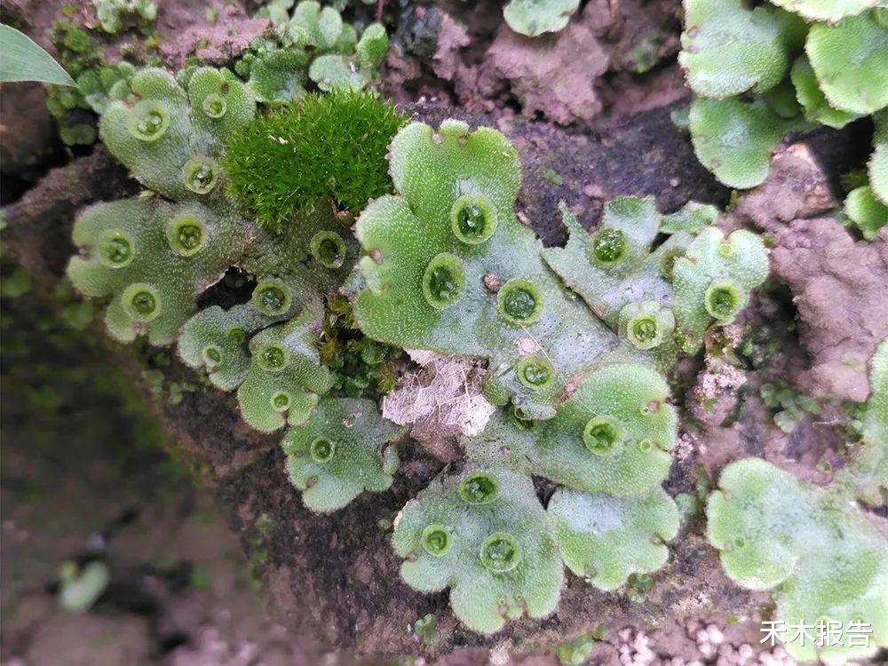 野菜|农村地上长出来的“铜钱”,见到请高抬贵脚,价值很高,能吃能入药