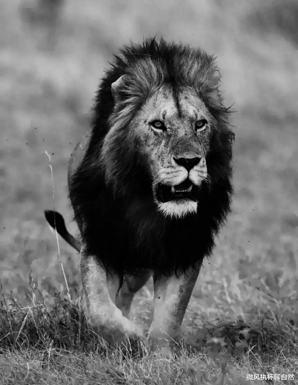 微风执杯聊自然|最猛独狮王战死，不敌两只无名雄狮，十个儿子逃亡，雄狮必须联盟