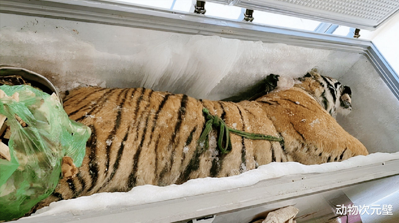 动物园的老虎死了怎么处理?黑心的老板们,你们的良心会痛吗?