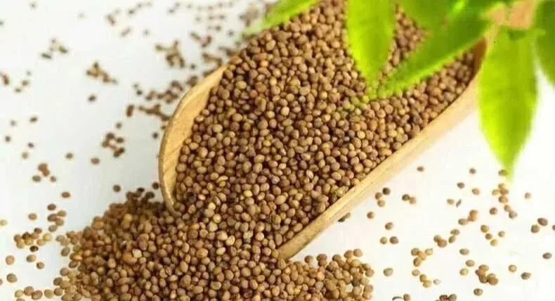 中药|中药“菟丝子”的功效与作用你知道多少？