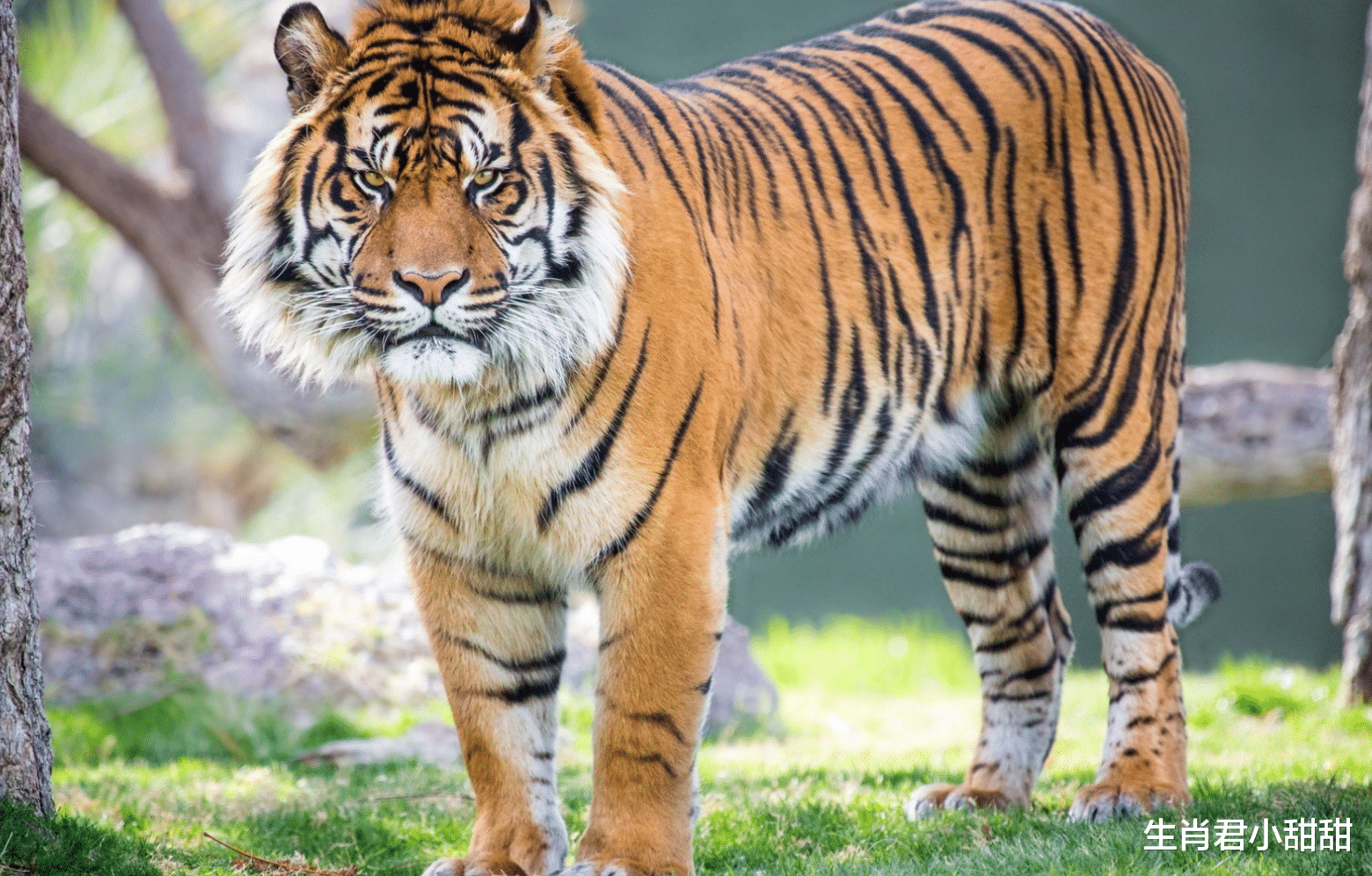 纽约|牛年12月属虎人迎来好运，接下来的日子里，好运缠身事业见好