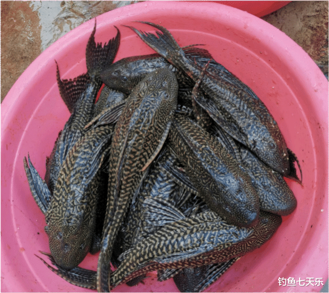 |用胶水粘、扎带绑!钓鱼人对付清道夫的大招出炉,网友直呼过瘾