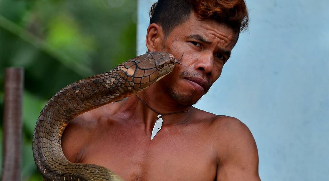 眼镜王蛇 眼镜王蛇养熟了，还会咬人吗？