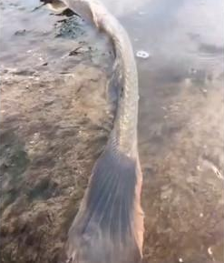 |钓鱼发现形似“龙形生物”