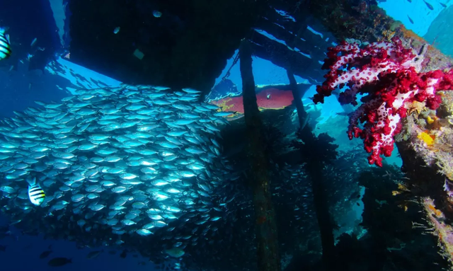 阿尔茨海默病 人类对海洋的认知仅有10%,在最深处,是否还隐藏一个未知世界?