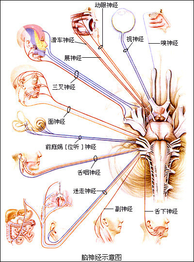 疾病|植物神经紊乱患者久治不愈四大误区, 你中了几招?