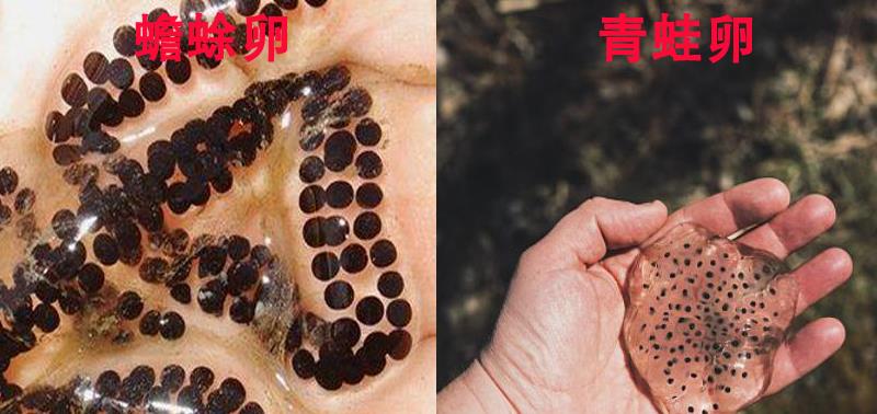 蟾蜍|青蛙、牛蛙、蛤蟆这三种动物到底如何区分？