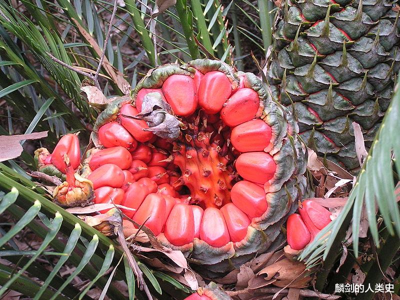 【地球生物全系列——植物篇】苏铁门—泽米铁科