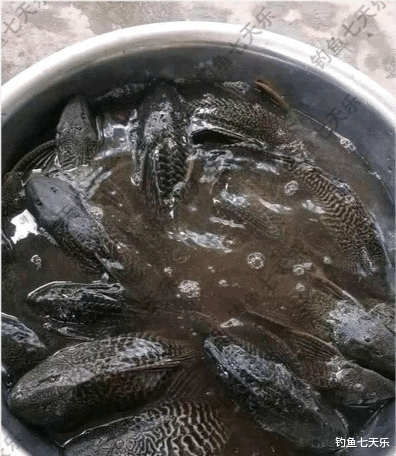福建省|福建九龙江“清道夫”泛滥，钓鱼人半天钓了几十条！有人拿去烤了吃