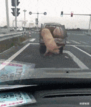 太阳系 “人类能通过匕首在蟒蛇的肚子里自救吗？”评论满脸不屑