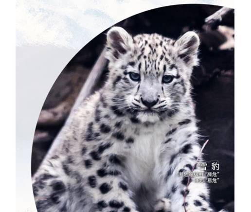 濒危物种 经过40年的努力，这些濒危物种终于降级！但未来还有这些挑战