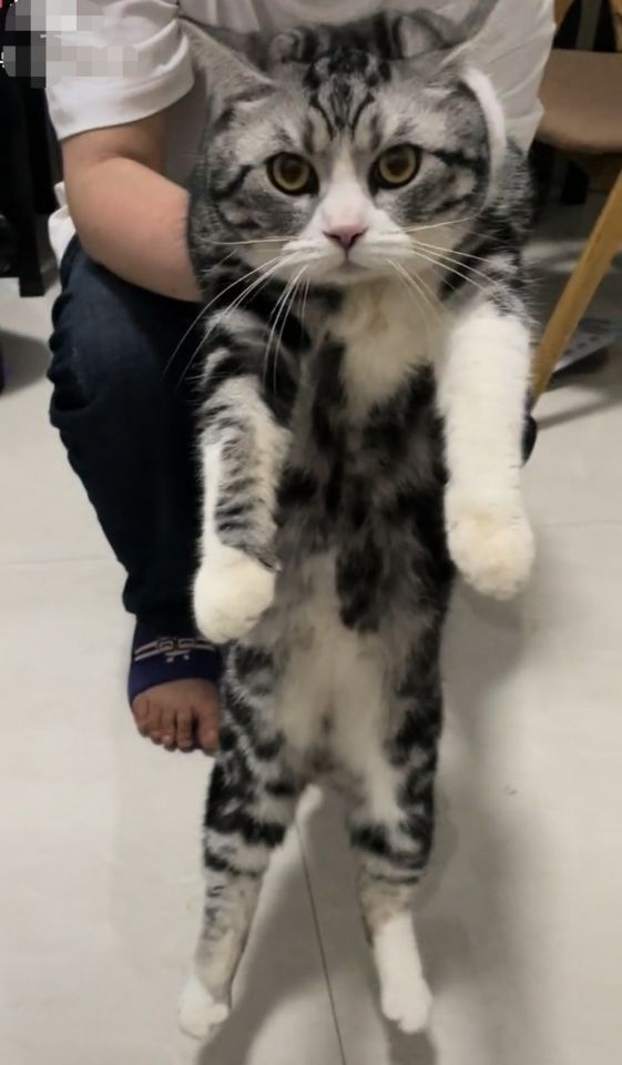 依然棒棒糖 有爱小姐姐6000元重金寻猫，好心邻居收留后送回。