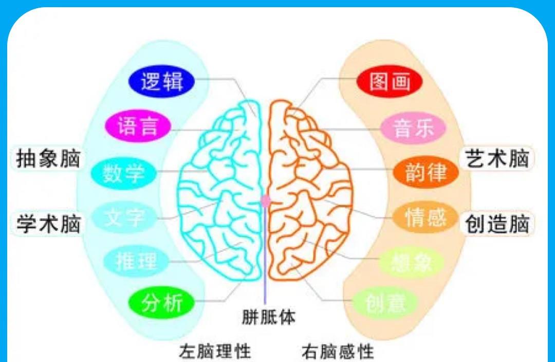 大脑皮层 人脑只用了3~5%，开发出100%就能上天入地，这种说法有根据吗？