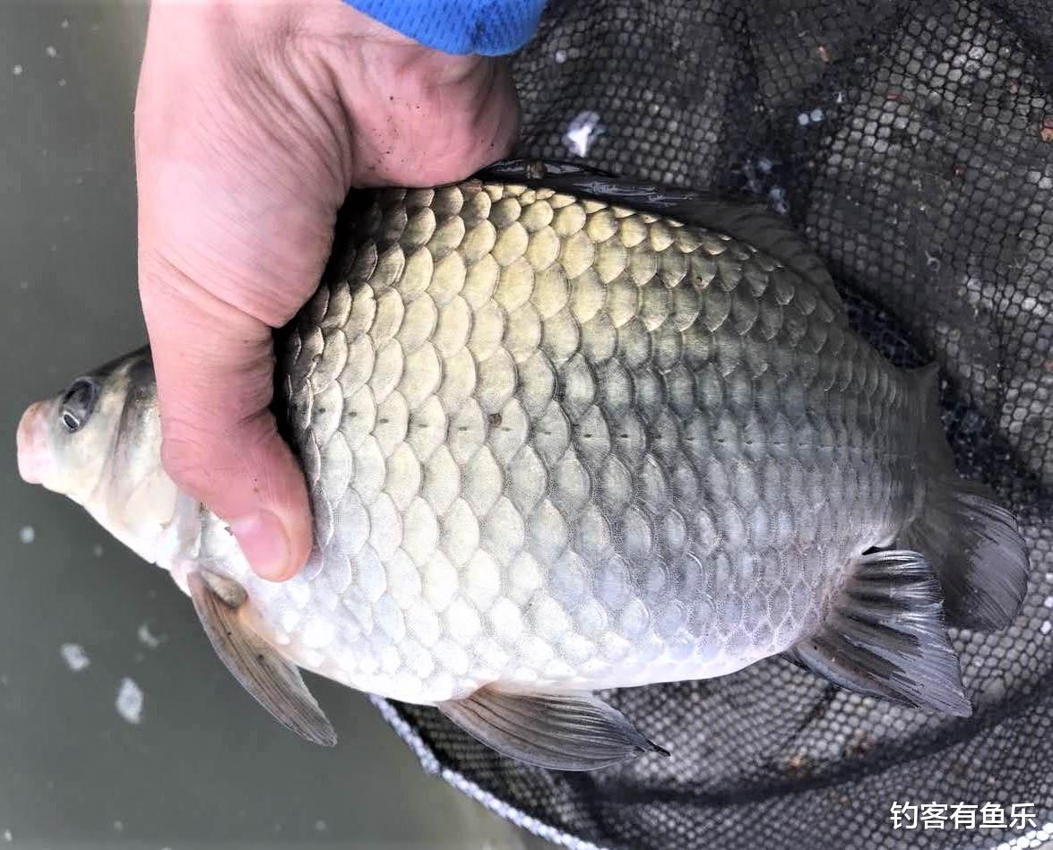 深水区|会调漂不一定就能钓到鱼，这三种情况，不调漂也能钓上鱼