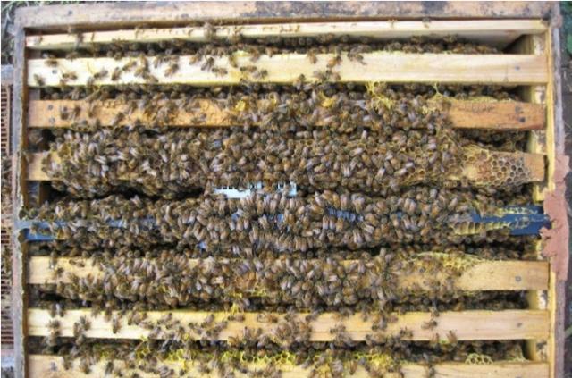 蔡嘉宇宝妈日记|收到的蜜蜂群第三天就取花粉取蜜，是要产卵了吗？