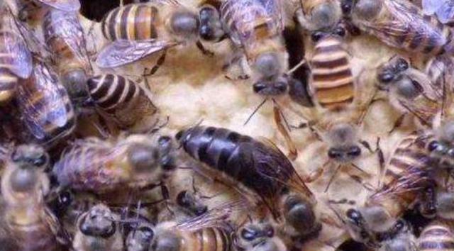 蜜蜂 蜜蜂从造脾下蛋到成蜂大概需要多少天？