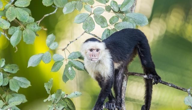 科技部 地球会出现下一个文明吗？猴子已可使用石器，将来能否人类高度？