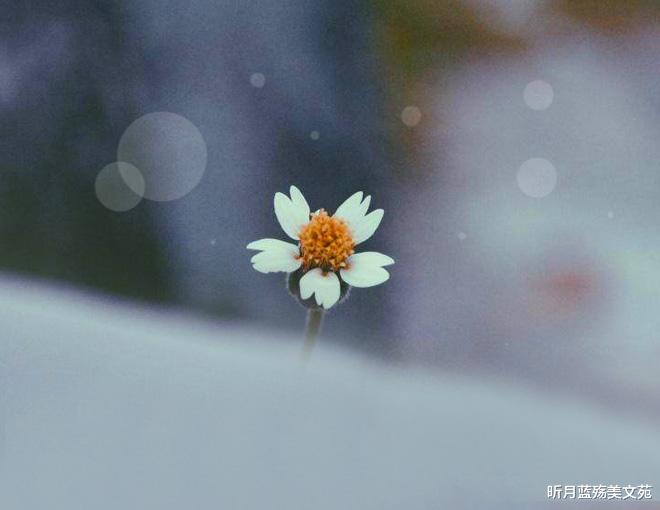 昕月蓝殇美文苑|心中有爱，不语也温暖