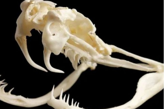 科学家 被称为“蝰科战神”的食鱼蝮，有何独特之处？和五步蛇比谁更强？