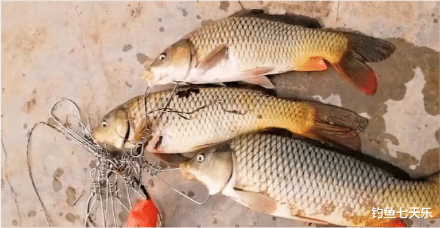 理赔|天津海河这样“钓鱼”也行？有人“可视锚鱼”加遥控船打窝，公开叫卖渔获物