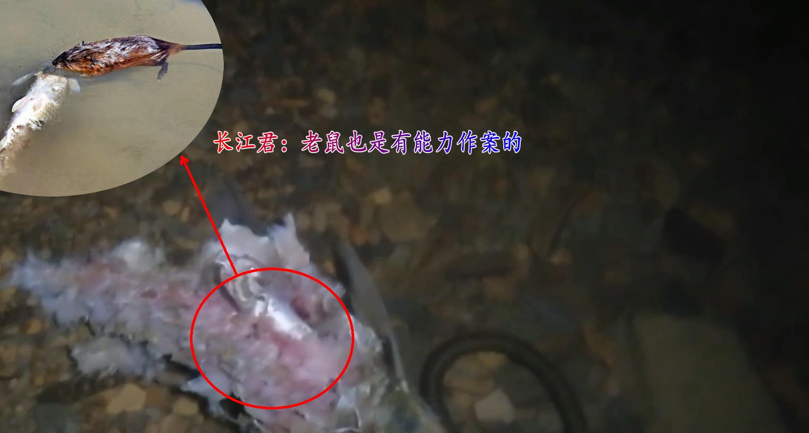 |万峰湖：有人将吊起来的翘嘴鱼养在水里，转眼被吃得只剩个鱼头