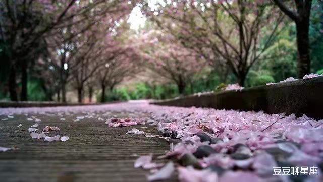 豆豆聊星座|情商高,智商高的星座,无人超越,高处不胜寒,只能承受独孤