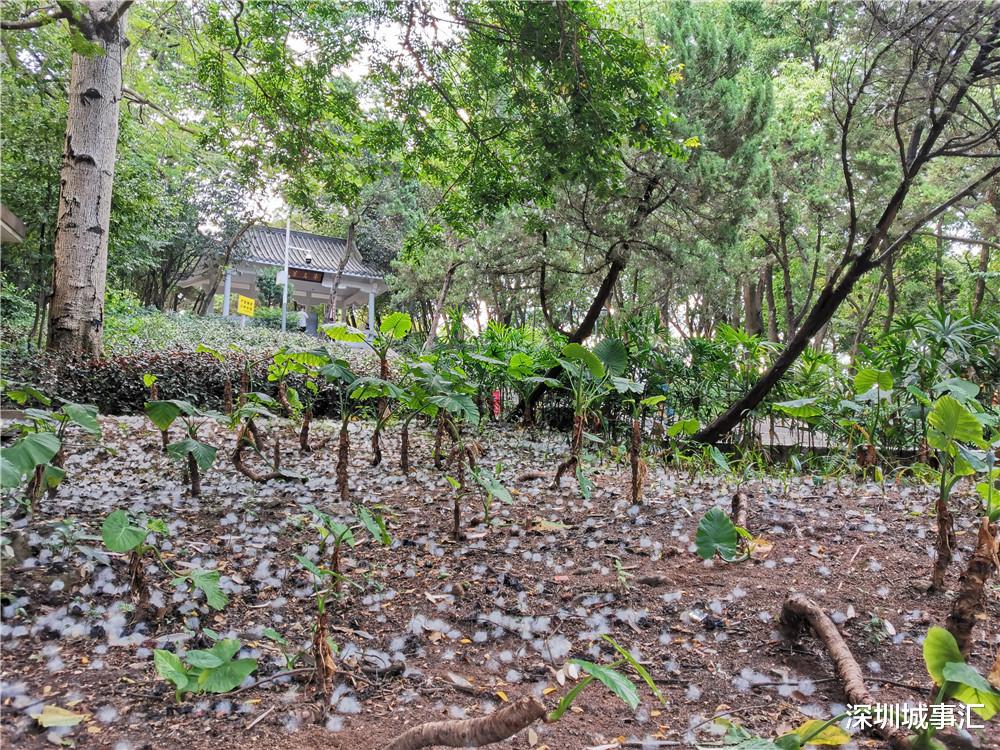 深圳城事汇 五月份的深圳，我最喜欢木棉絮纷飞的场景，觉得浪漫至极