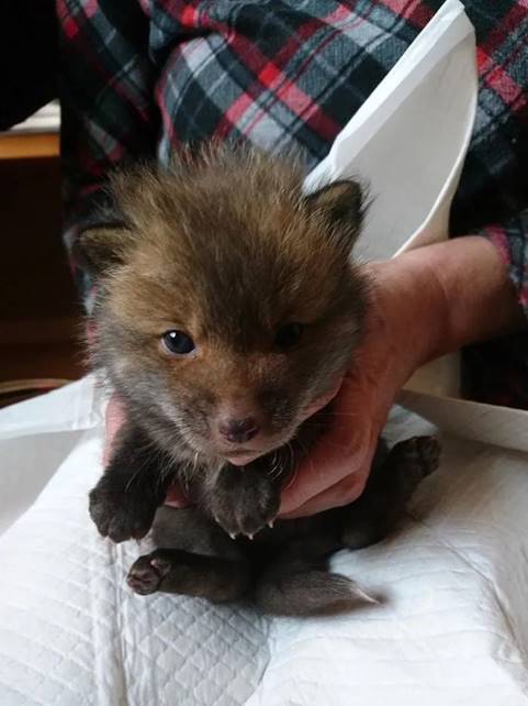 底层好声音 男子路边捡了一只“小狗”,越养越不对劲,兽医劝他赶紧送走