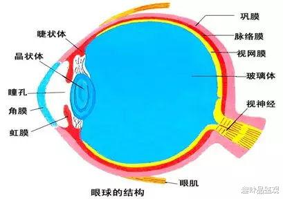人类无法达到“完全体”?几个进化上的缺陷,让我们妥协了(上)