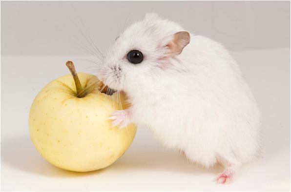 萌乐育儿|生肖鼠人：只有下面2个人，是真正陪伴你一辈子的人，一定要珍惜！