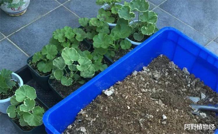 |花土怎么殺菌消毒？3個簡單至極的方法，往往最有效實用