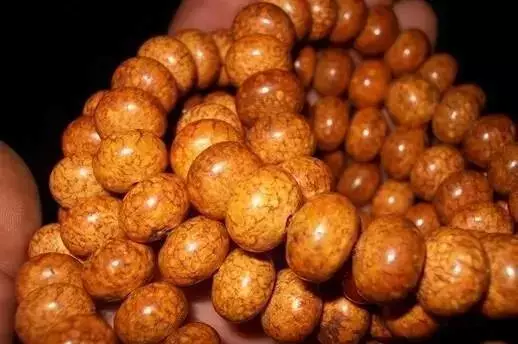 菩提根|人家的菩提根1年开片，我的金刚3年了咋还不开片？