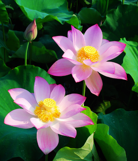 吉星|10月份开始，4属相吉星关照，财源广进，迎来锦绣前程