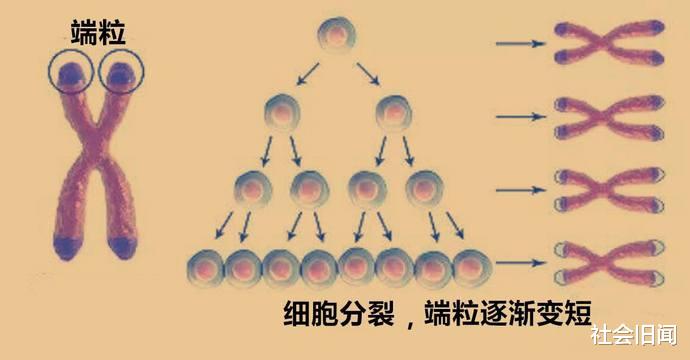 地球上的生物为什么要进化出死亡?长生不老不好?原来是基因有问题