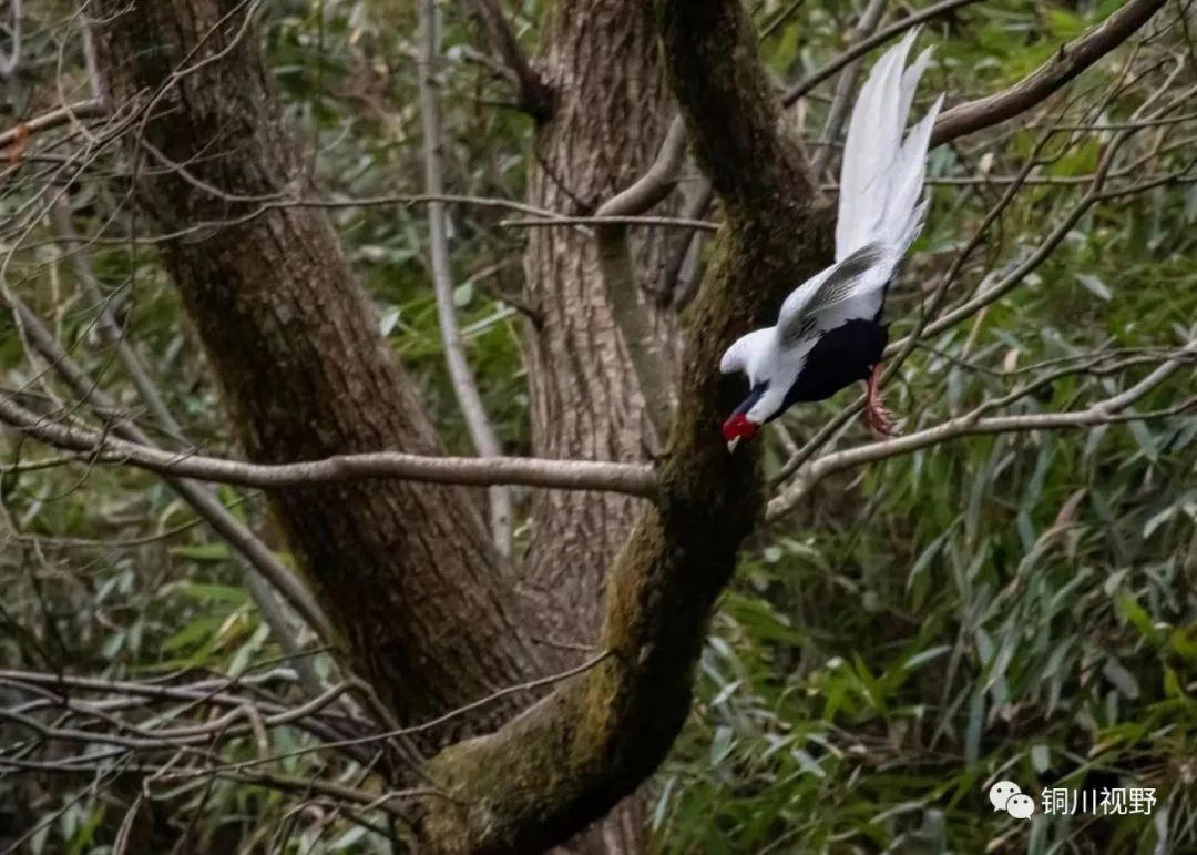 铜川周春辉 铜川摄影师张宝光暮春时节在洋县拍摄的作品