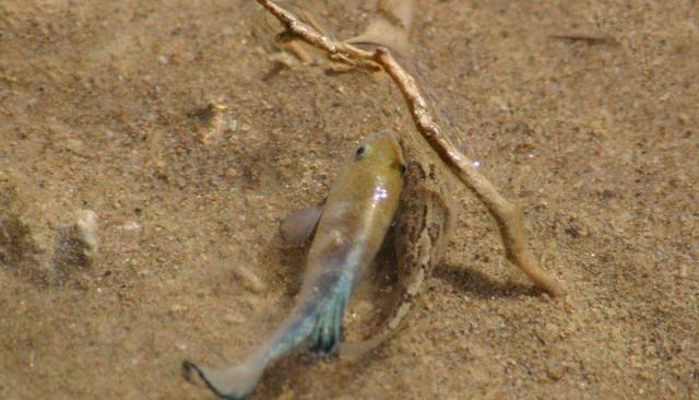 北极 沙漠鱼：在沙漠“与世隔绝”5万年，仅存38条，差点因醉汉而灭绝