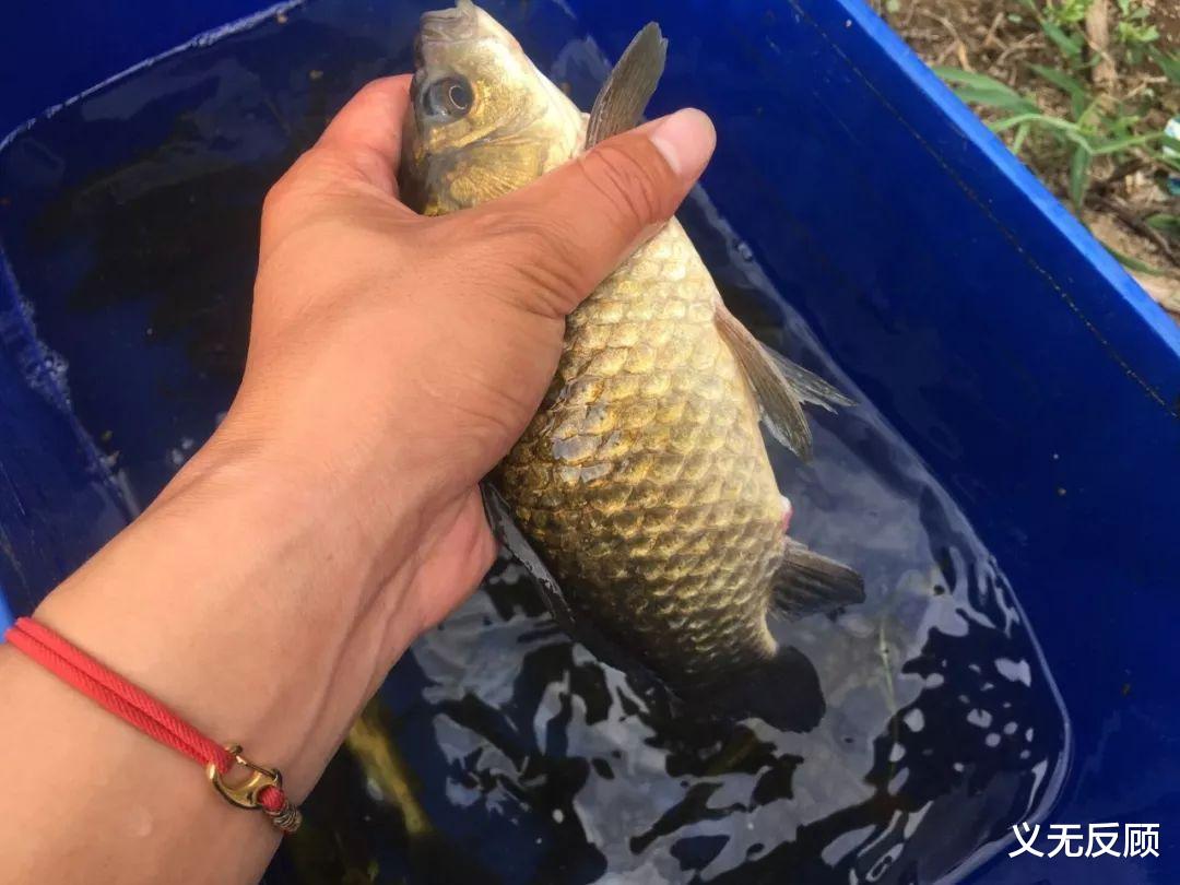 鲫鱼|老钓友钓了一条斤鲫鱼回家，为啥气得直吹胡子瞪眼？