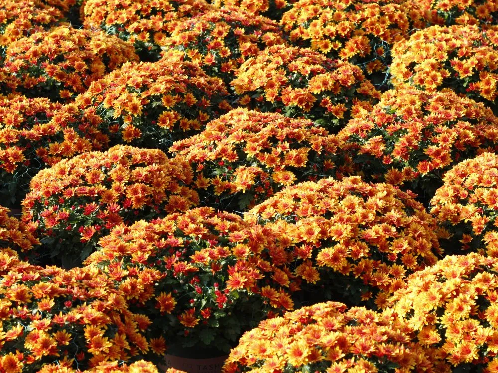 花最少的钱,打造最美的阳台小花园