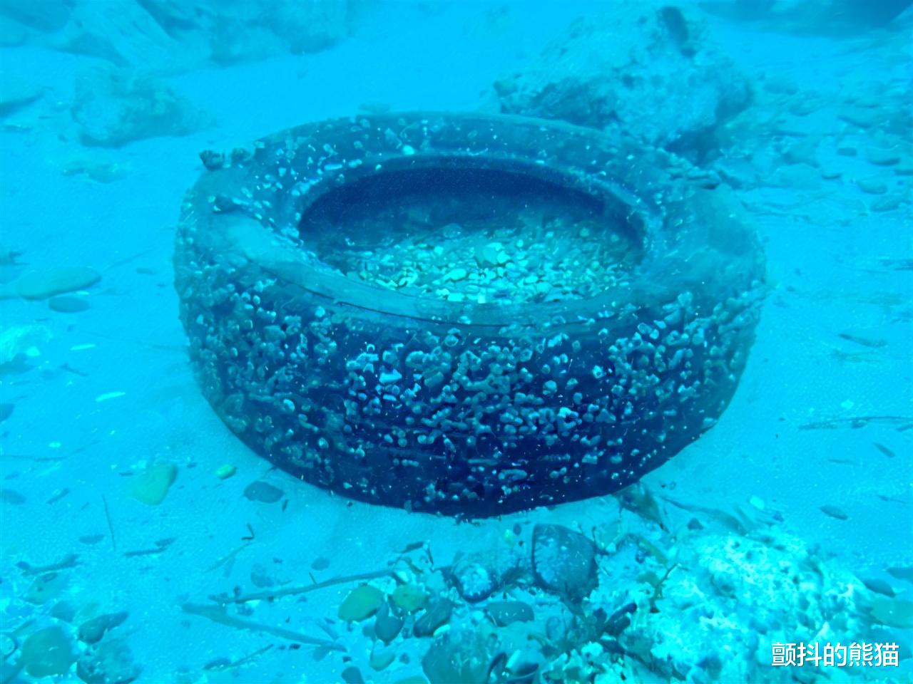 环保|进入的寄居蟹再也无法出来 垃圾引起的“鬼钓鱼”