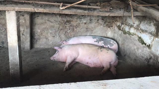 绝版的温柔 为什么过节的时候，城里亲戚到乡下做客，有些农民却高兴不起来呢？