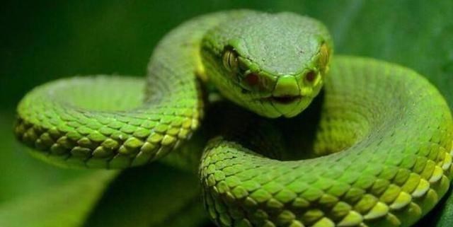 毒液 比蛇毒还厉害?研究发现:未来人类可能进化出分泌毒液的能力?