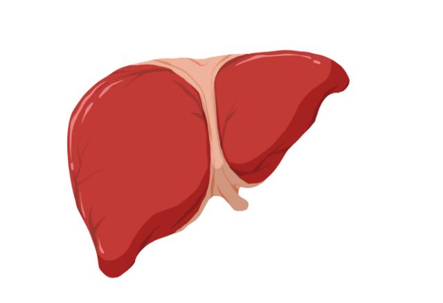 北庭美体健康圈|肝不好,手脚先知!若手和脚出现6种异常,多半是肝“撑不住”了