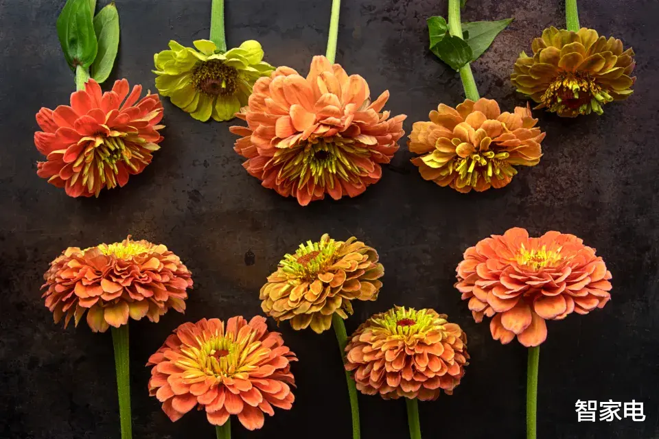 海思|老人也開始網購家電了, 零售渠道還能回到實體店時代嗎