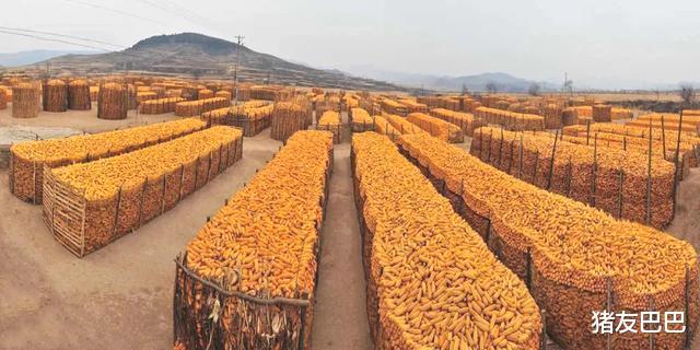 生猪价格 猪价、粮价预警：今天6月2日，生猪价格、玉米行情已更新！