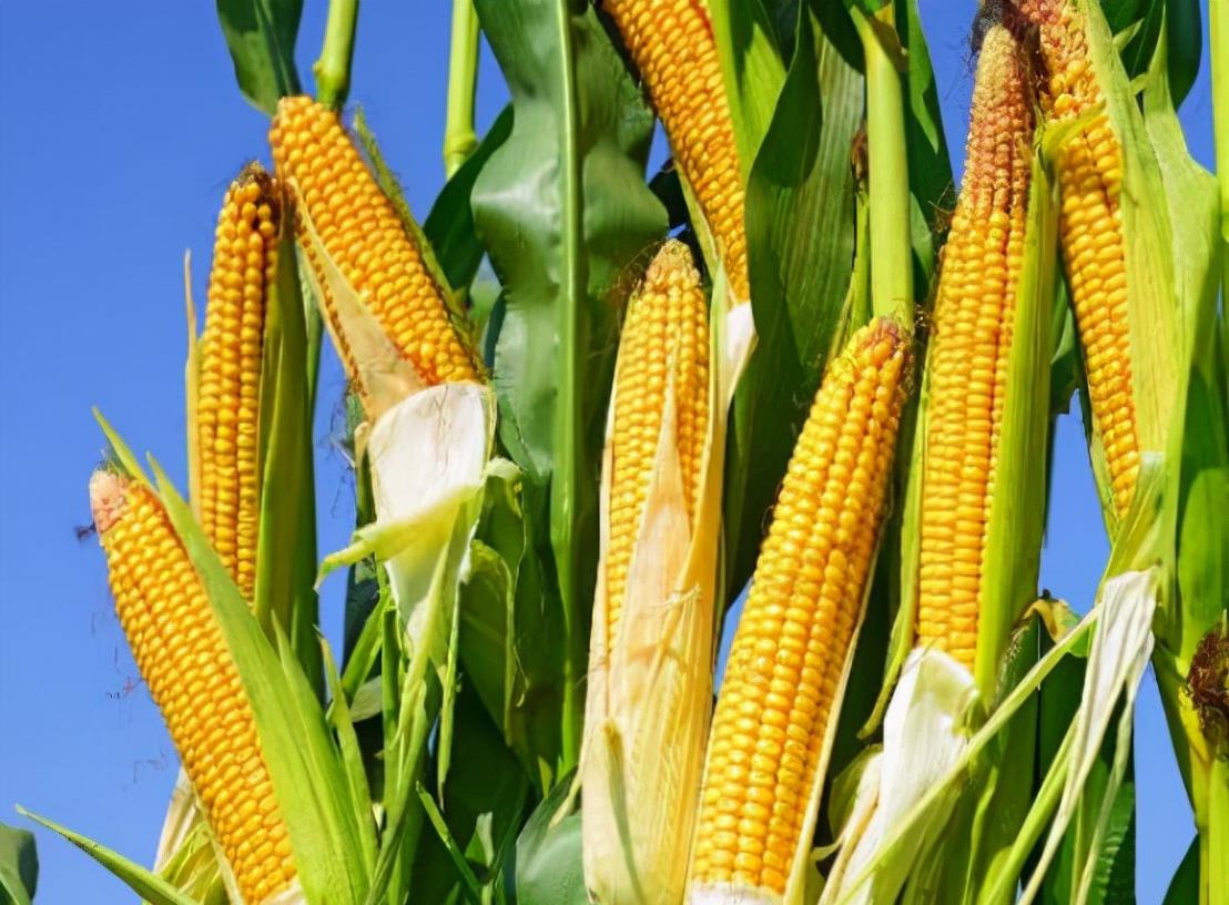育妈计|中国大规模取消进口玉米订单,这是为什么,要减少进口依赖?